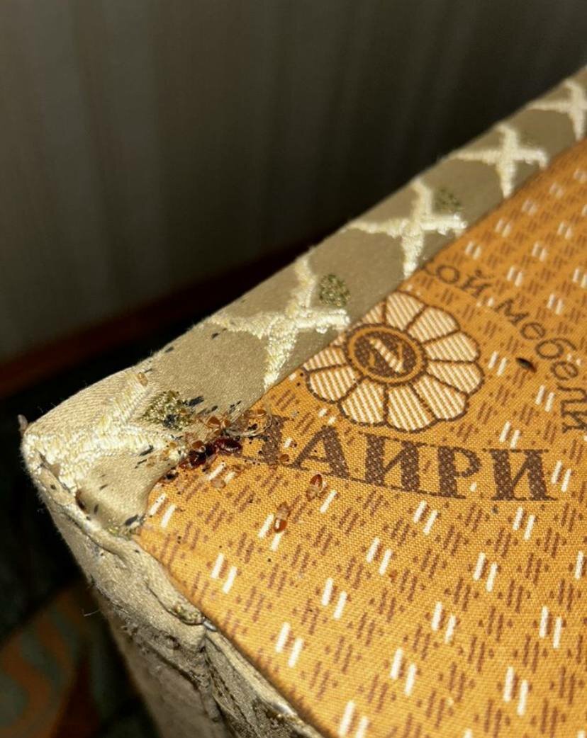 клопы в матрасе, клопы в диване, клопы в мебели, клопы, текстиль