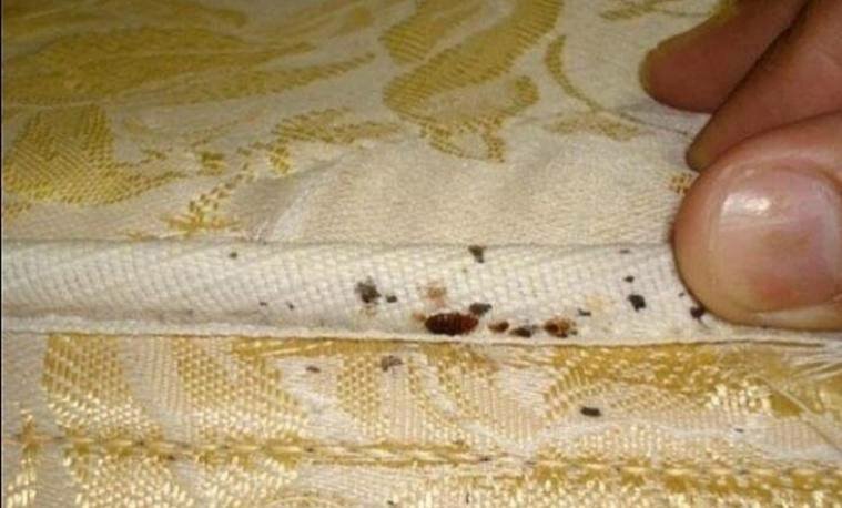 домашние клопы, клопы на постели, постельный клоп, клопы в кровати, клоп в диване