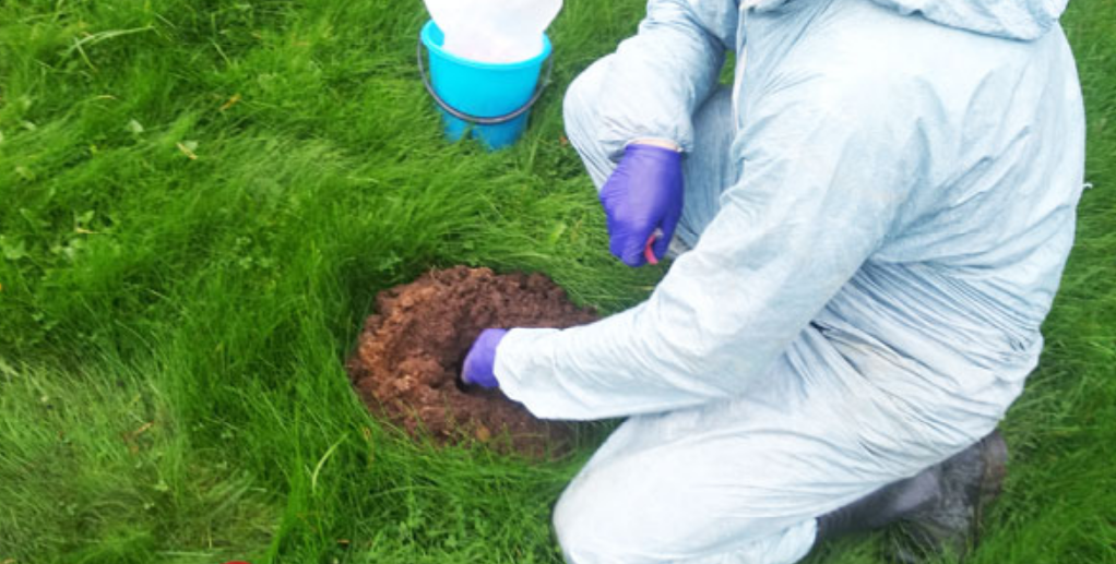 дератизация от кротов, уничтожение кротов на участке, растение, кроты на участке, уничтожение кротов