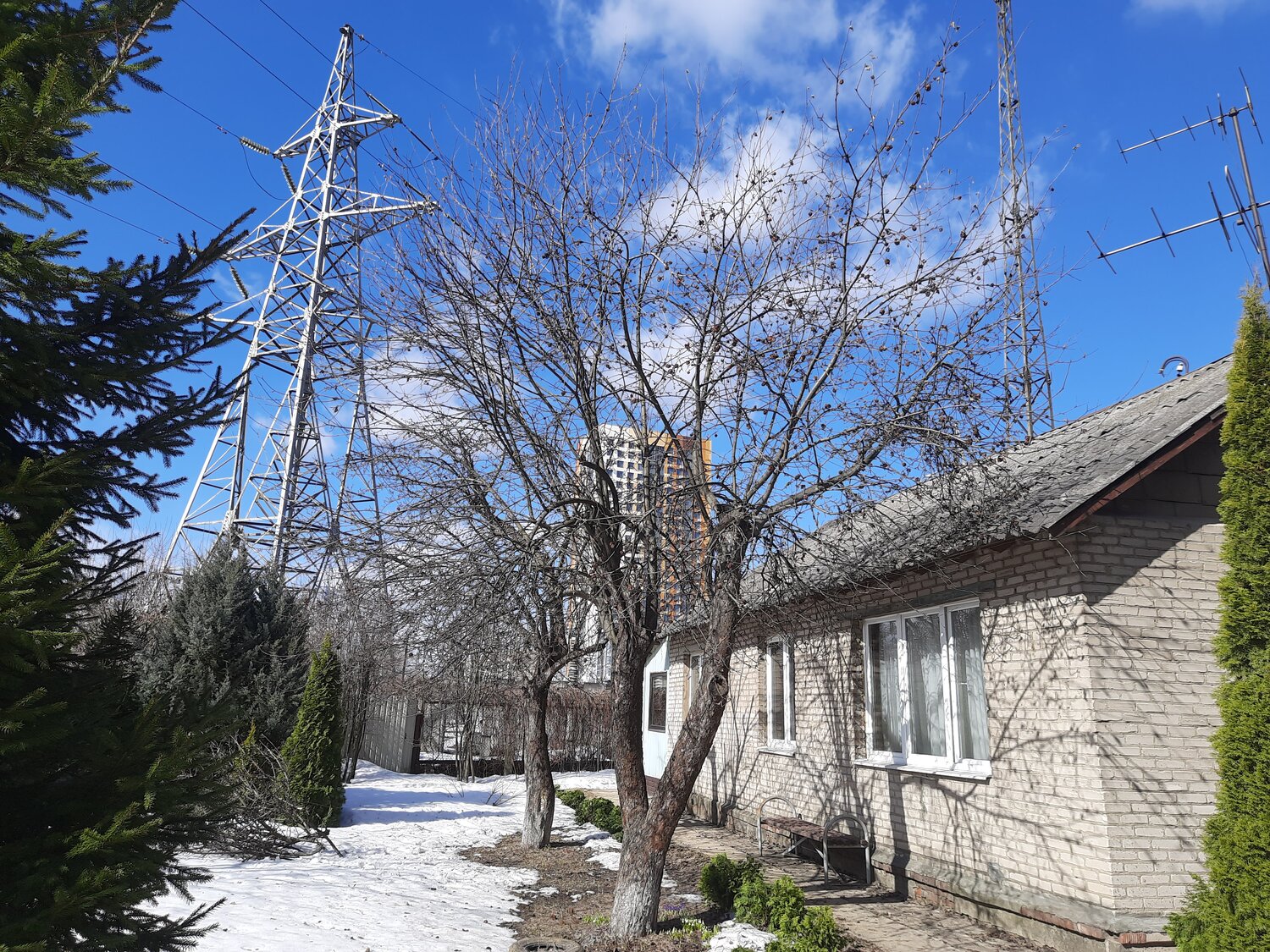 вишня зимой, войлочная вишня формировка, вишня весной, обрезка вишни осенью, санитарная обрезка