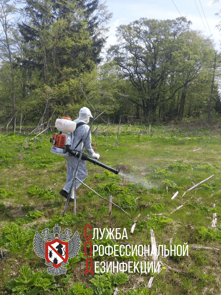 уничтожение борщевика сосновского, борщевик сосновского обработка, уничтожение борщевика, опрыскиватель для уничтожения борщевика, обработка борщевика