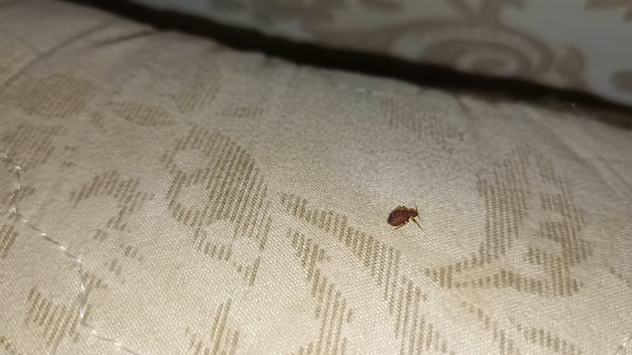 постельный клоп, домашние клопы, клопы, клопы в доме, клопы на постели