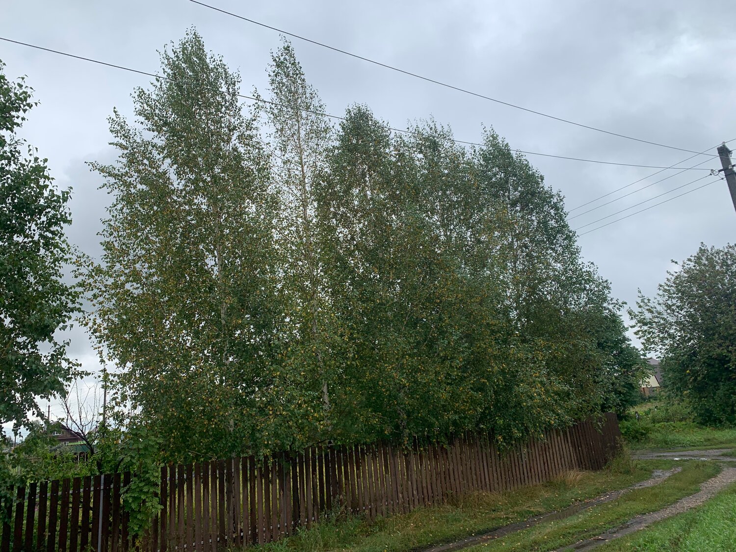 береза повислая, betula, береза повислая betula pendula, береза дерево, береза обыкновенная