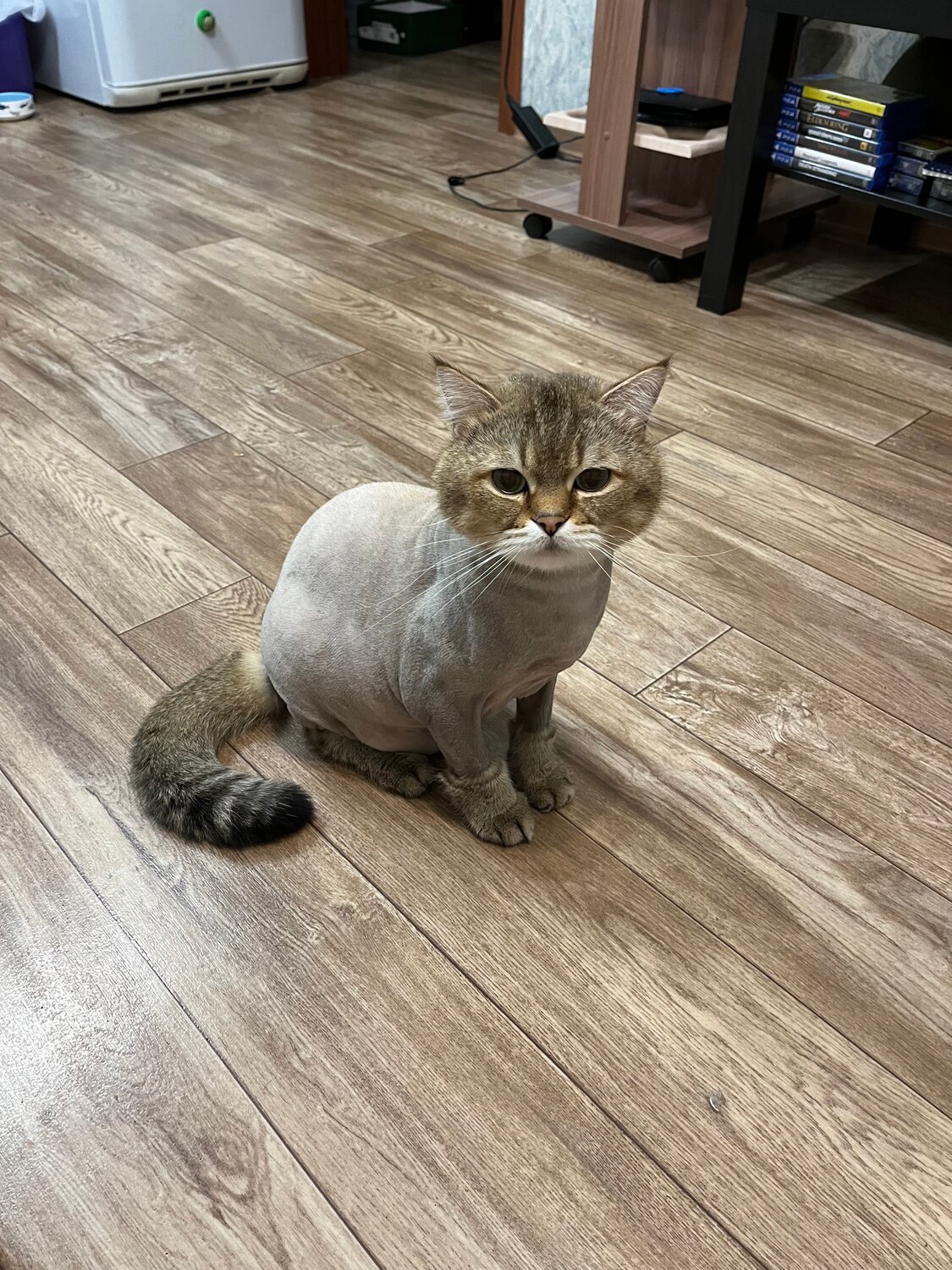 стрижка кошек, стрижка кота, стриженный британский кот, стрижка котов, стриженный кот британец