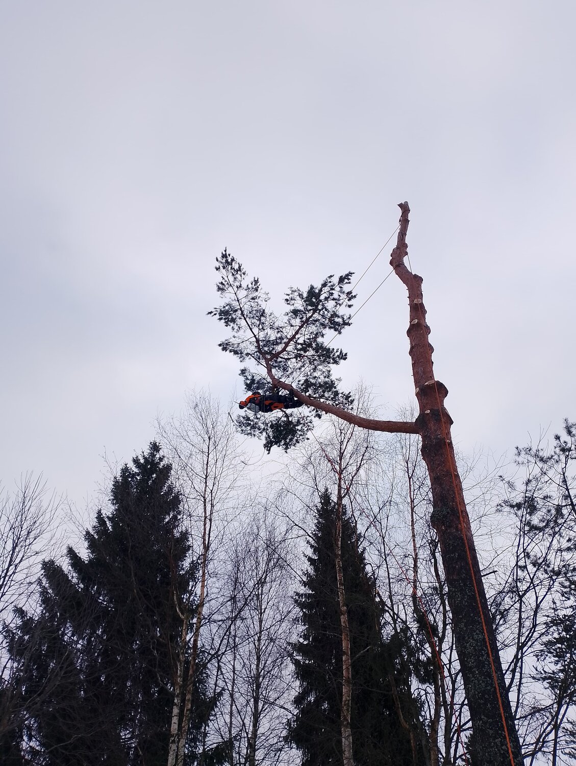 валка деревьев, дерево на участке, удаление деревьев, рубка деревьев, спил дерева