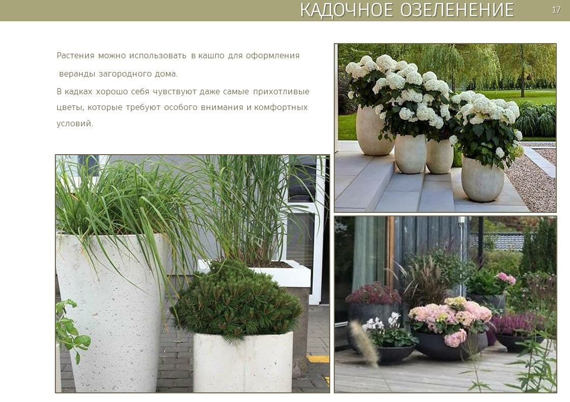 растения в кашпо, лечуза кашпо гринлайн, crate&barrel кашпо, кашпо, садовые растения