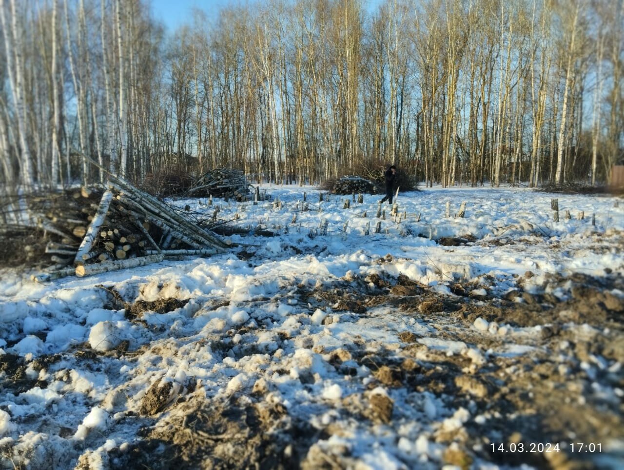 природа, делянка леса, март в лесу, делянка, согра лес