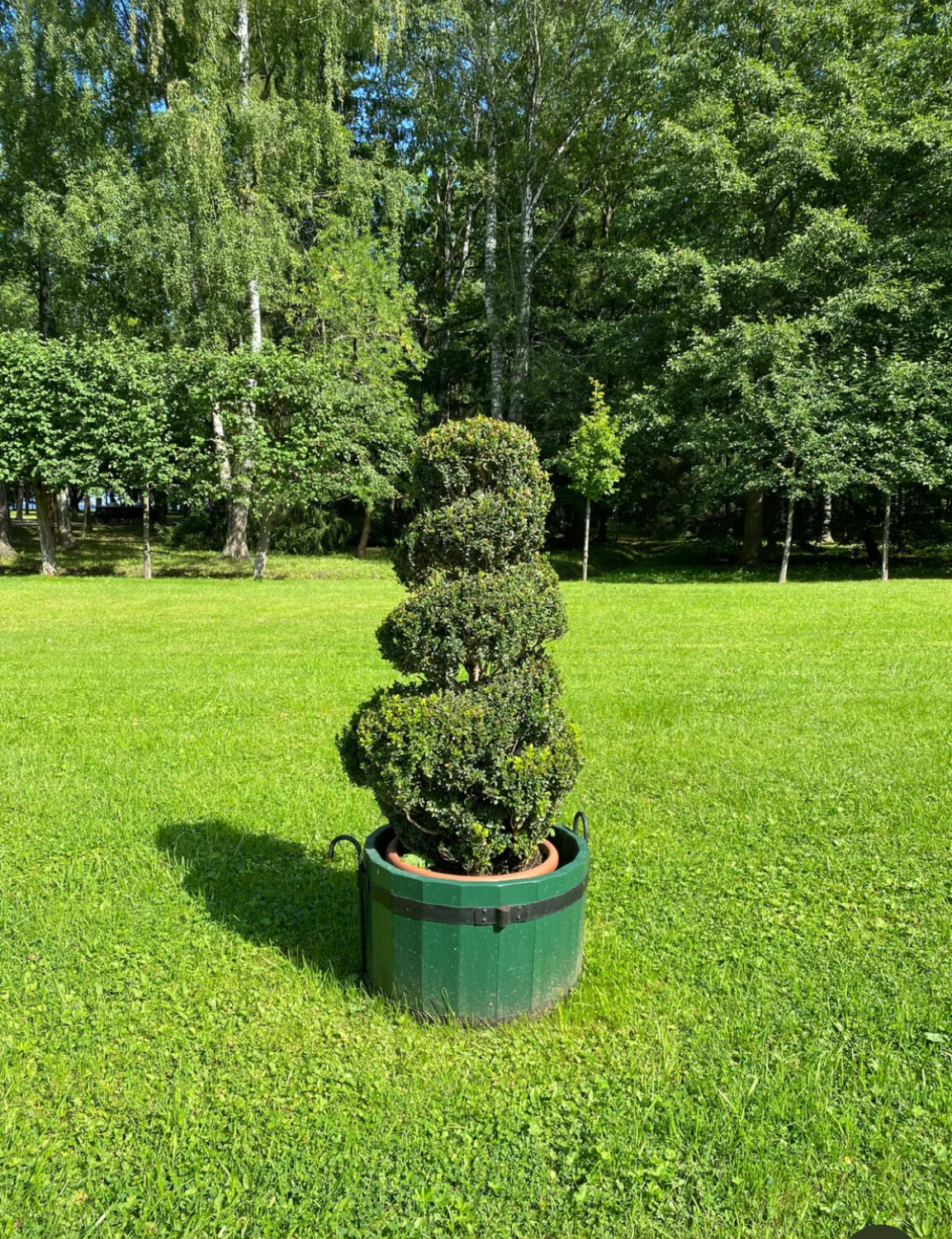 туя самшит, самшит, кустарник самшит, самшит вечнозелёный, самшит спираль