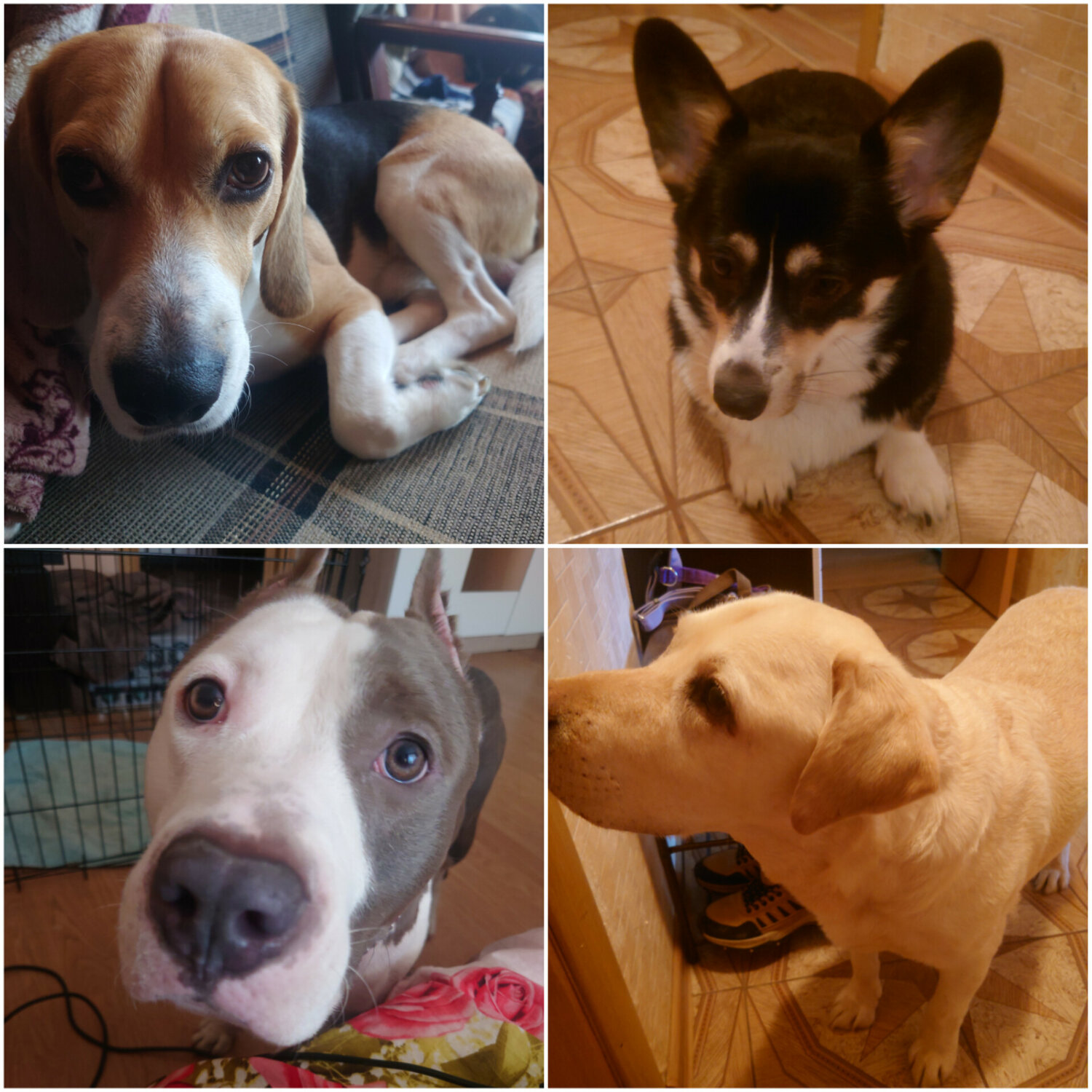 собака, собака джек рассел, чистокровный джек рассел, животные, джек рассел