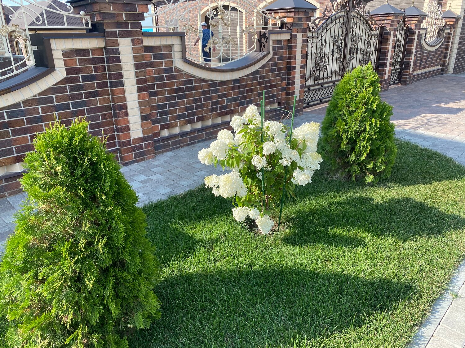 туя смарагд, туя, туя западная, туя западная голден смарагд, туя смарагд голден