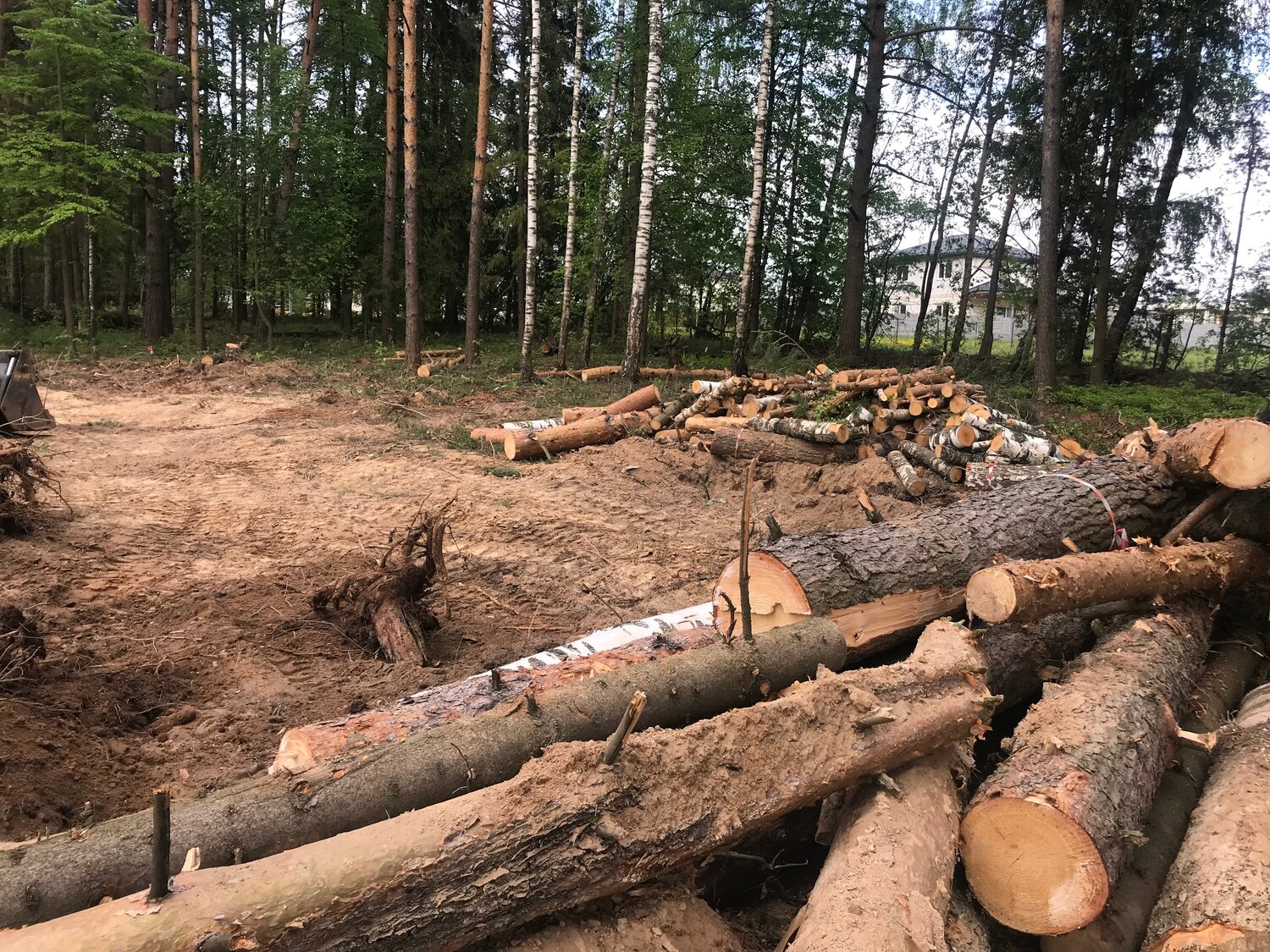 рубка леса, вырубка лесов, вырубленный лес, незаконная рубка леса, лес рубят