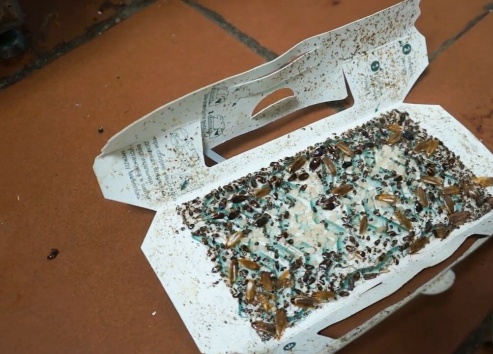 липкие ловушки для тараканов, ловушка для тараканов, тараканы в квартире, ловушки для прусаков, с тараканов