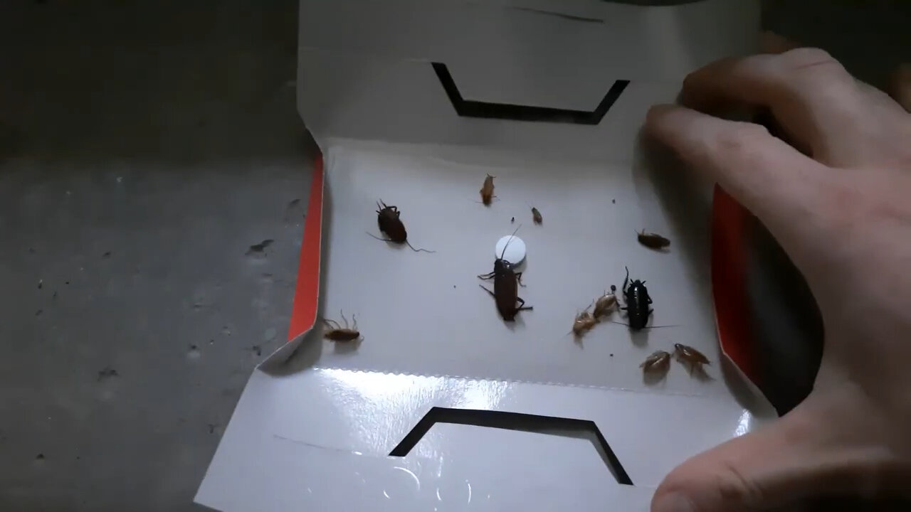 таракан, таракан домашний, тараканы в квартире, с тараканов, маленькие тараканы