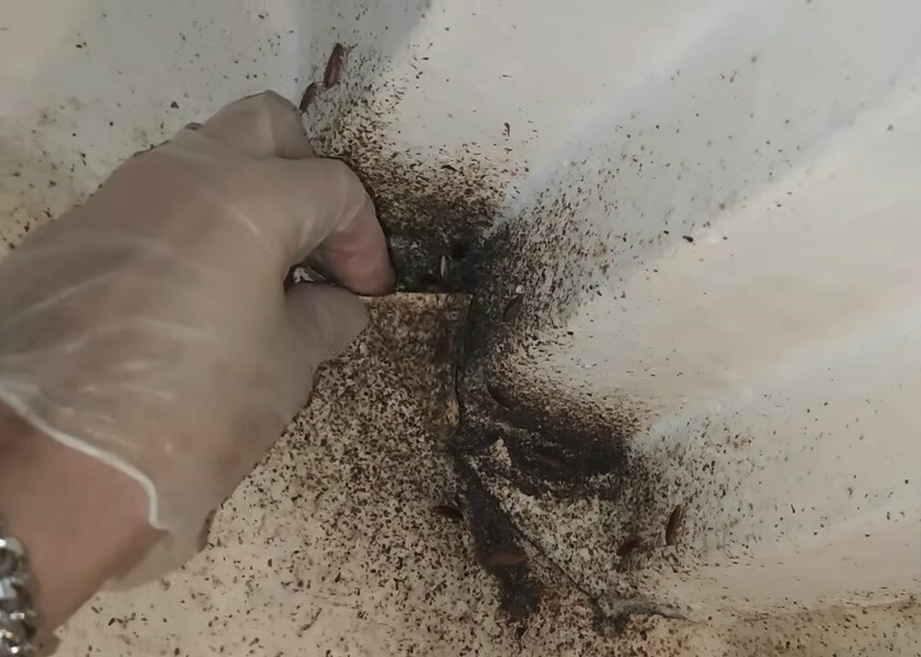 клопы на стенах, клопы, клопы тараканы, гнездо клопов, следы от клопов