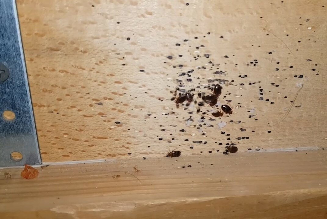 клопы в квартире, клопы в доме, клопы постельные экскременты, клопы, клопы в квартире уничтожение