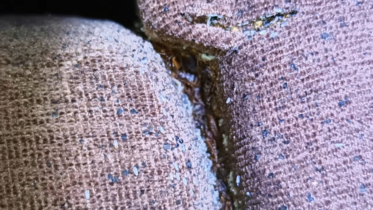 ткань, ткань твид, клопы в диване, ткань рогожка, диванные клопы