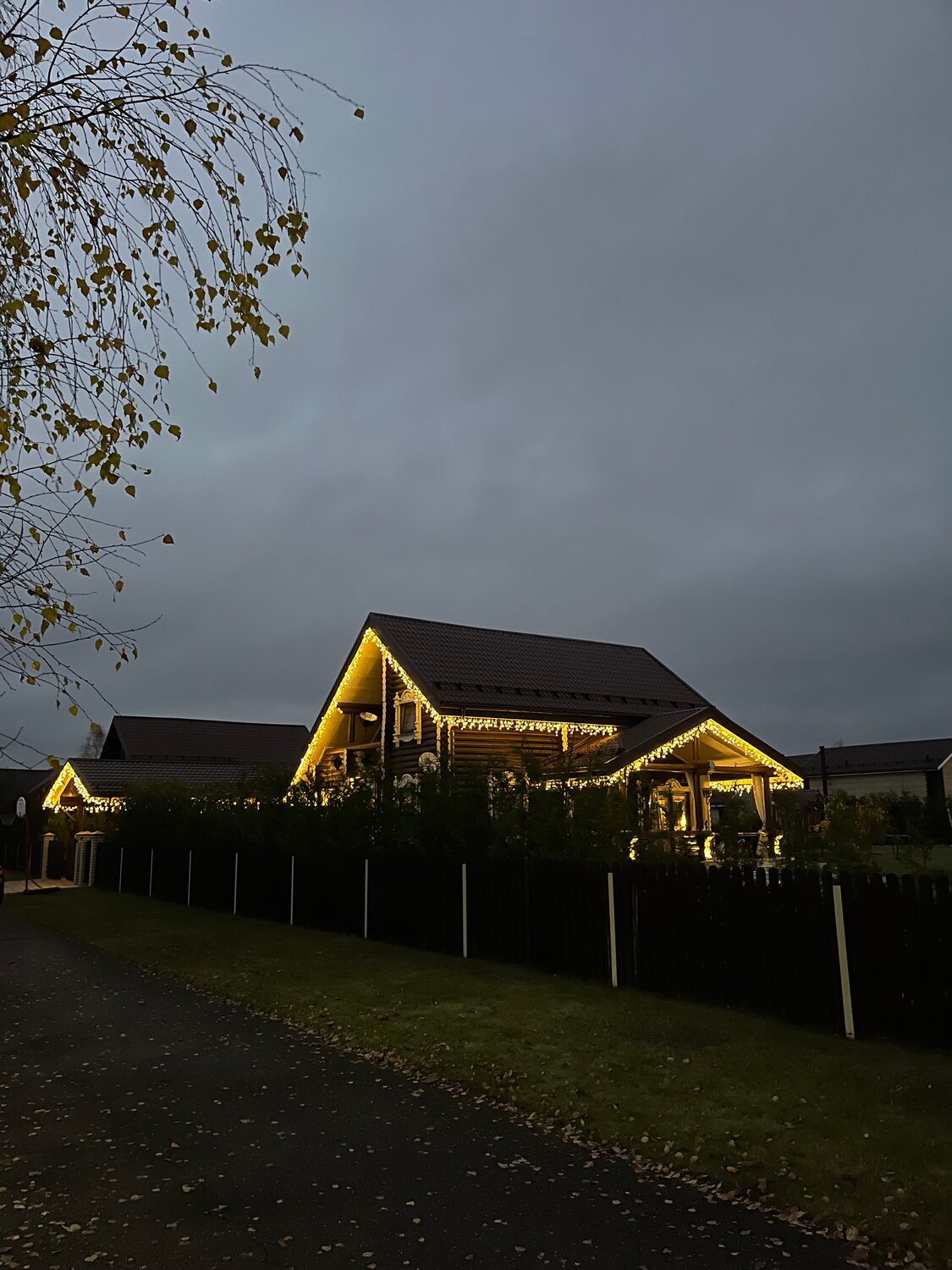 береза осень, береза повислая осень, подсветка фасада деревянного дома, здание, подсветка загородного дома