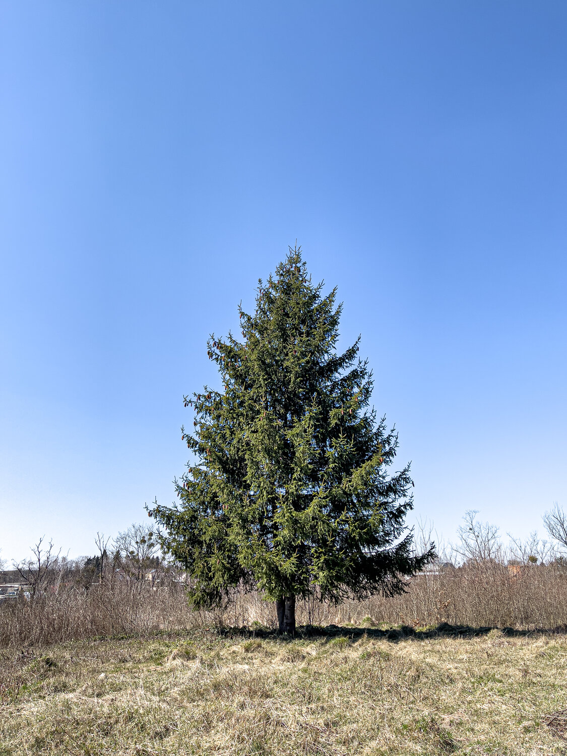 хвойное дерево, ель обыкновенная, ель европейская picea abies, дерево ель, ель сибирская picea obovata