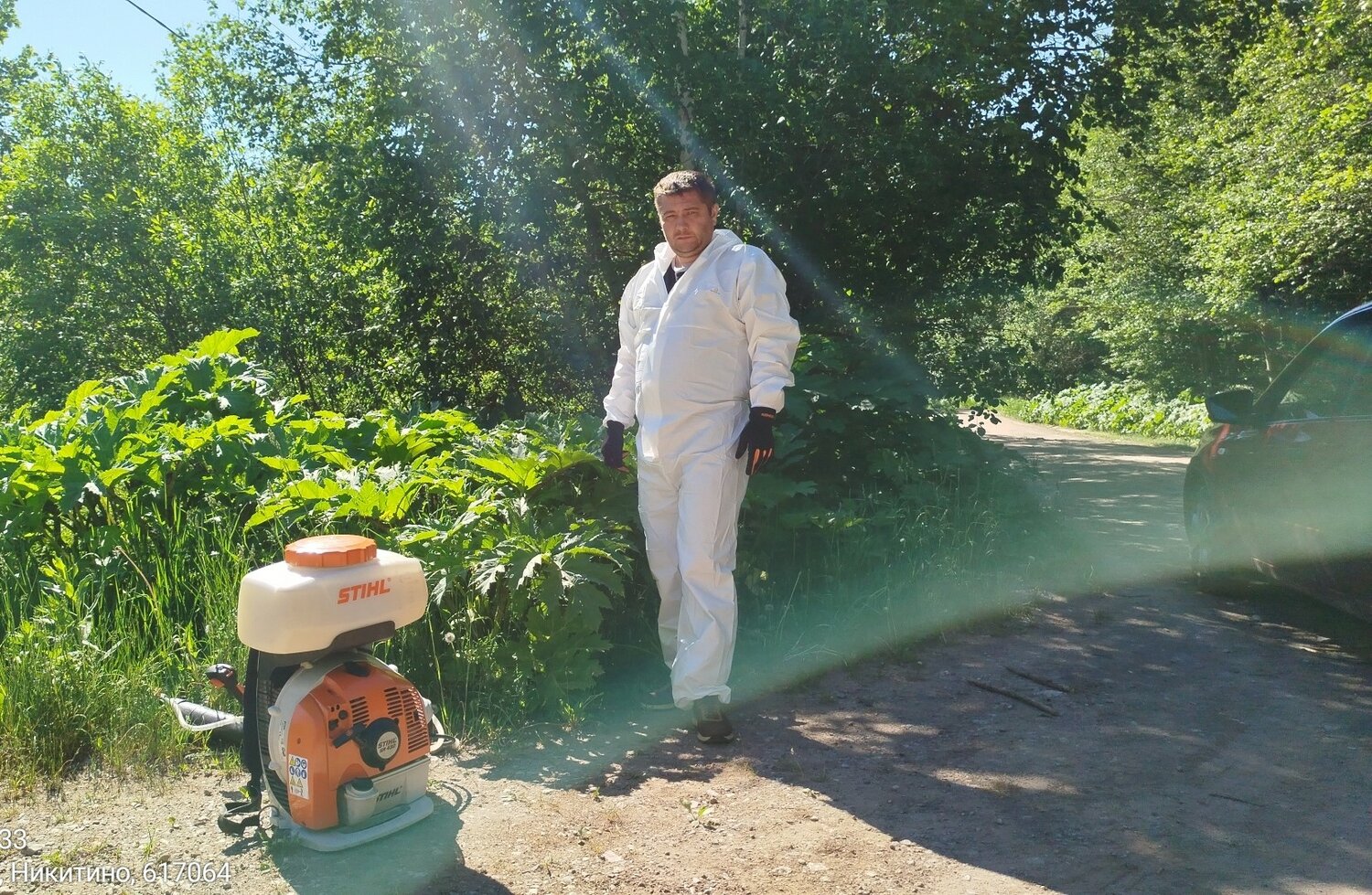 борщевик сосновского химическая обработка, уничтожение борщевика сосновского, обработка от борщевика, борьба с борщевиком сосновского, обработка борщевика