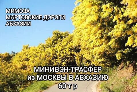 мимоза в абхазии, мимоза акация абхазия, акация серебристая мимоза, мимоза дерево, мимоза цветок