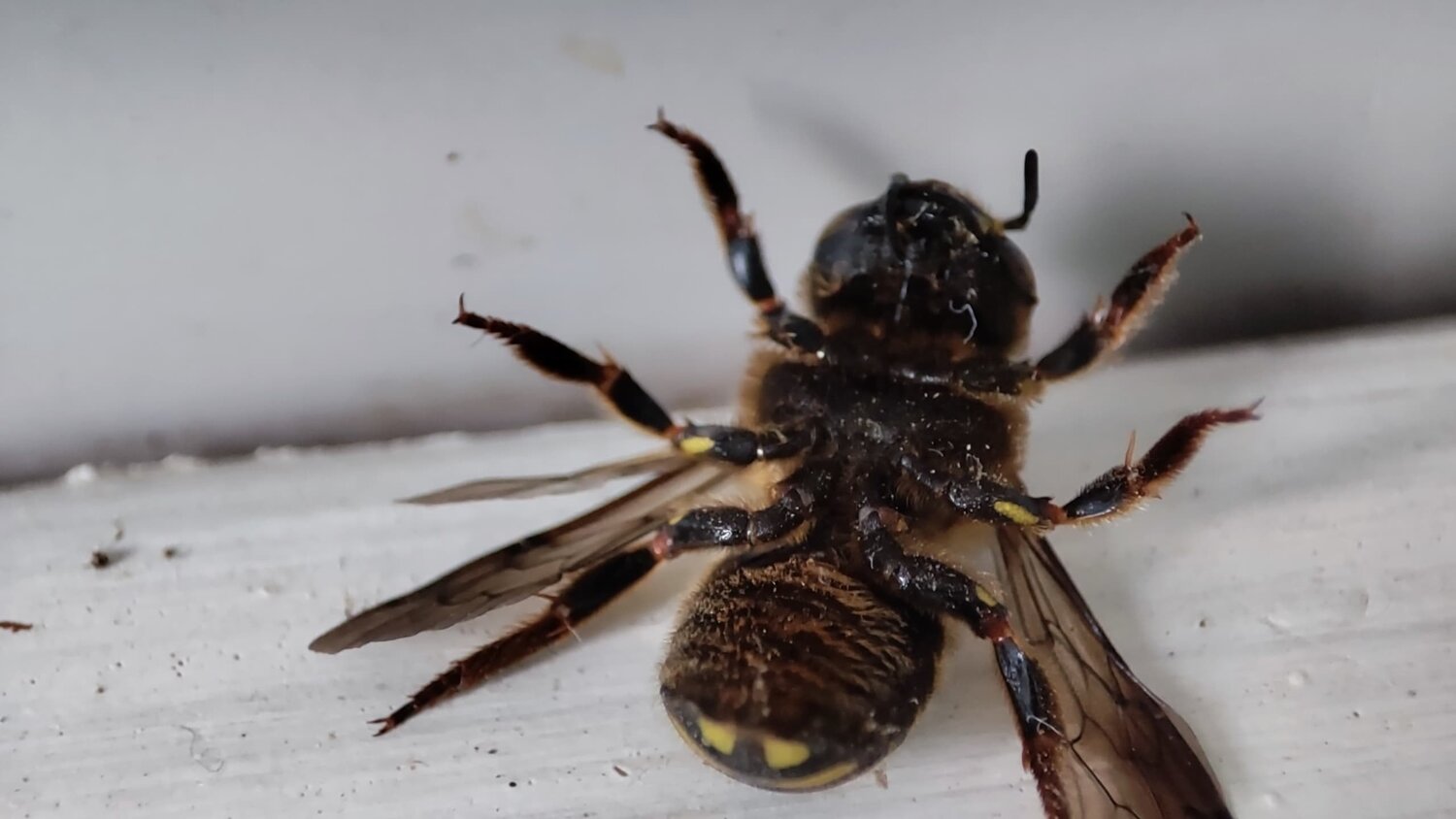 мегахилиды уоллеса, anthidium florentinum, пчела мегахила, megachile pluto пчела, пчела насекомое
