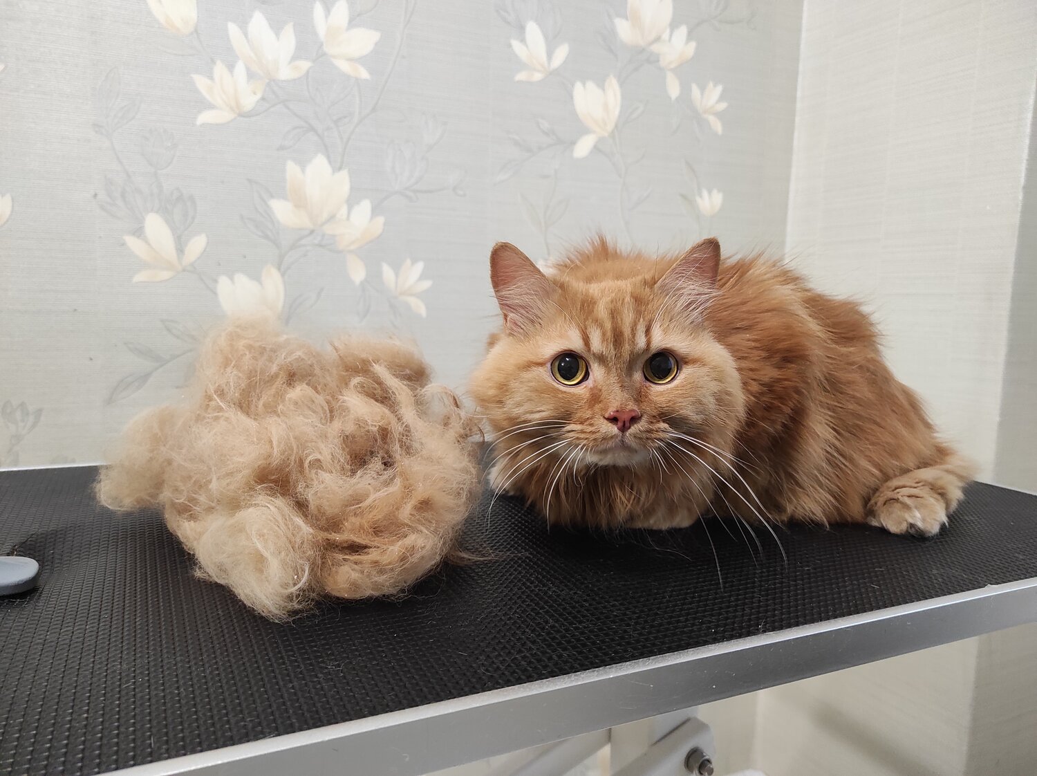экспресс линька кота, экспресс линька мейн куна, экспресс линька для кошек, стрижка кошек, стрижка кота
