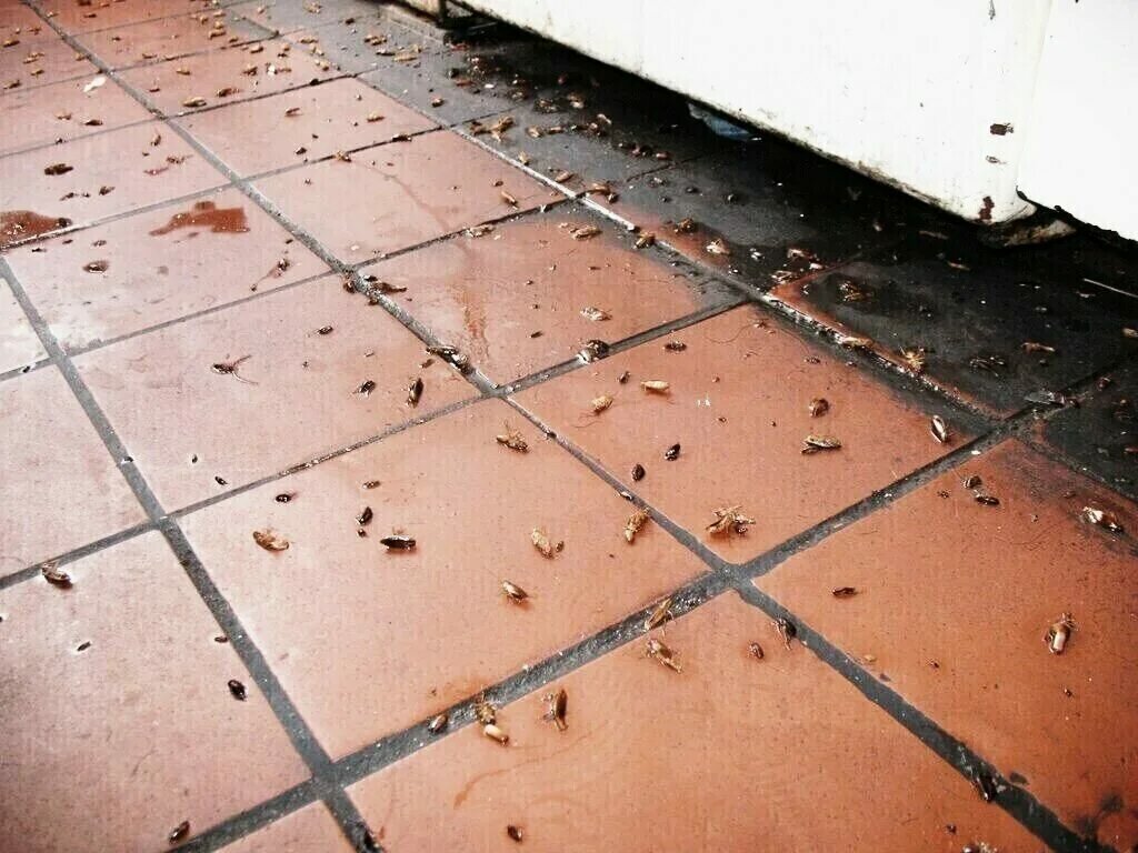 клоп таракан, таракан в квартире, много тараканов на полу, много тараканов в квартире, таракан в доме