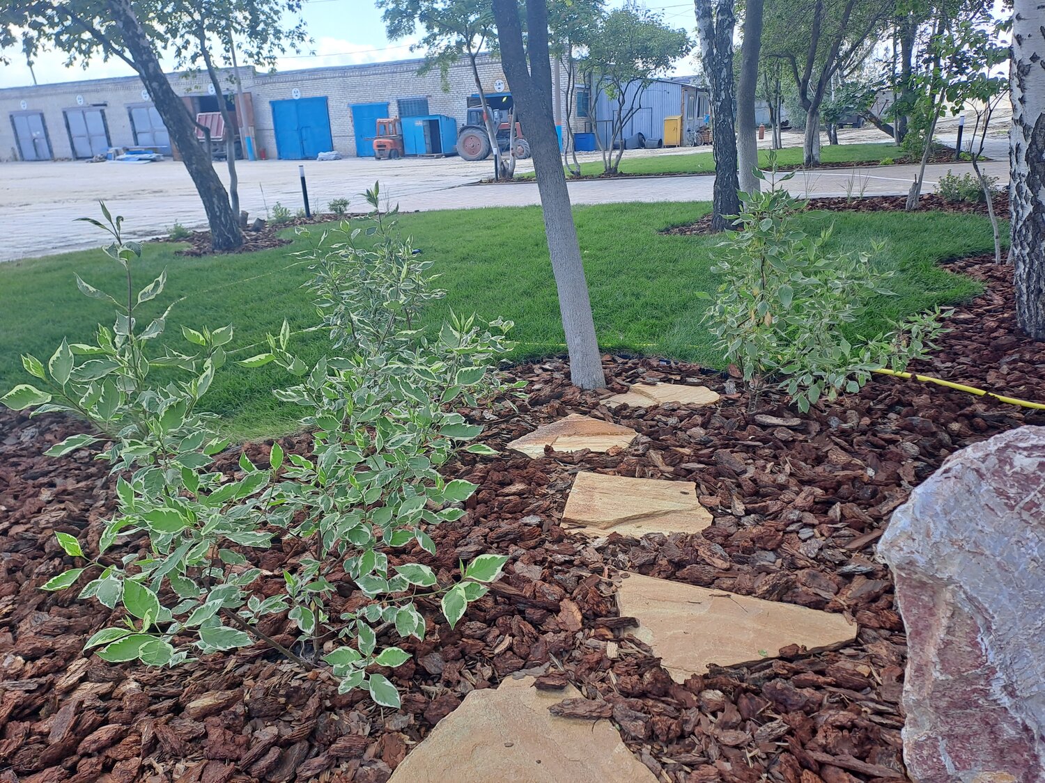 ландшафт с плодовыми деревьями, backyard landscaping, мульчирование туи корой, мульчирование розария щепой, сад ландшафтный дизайн