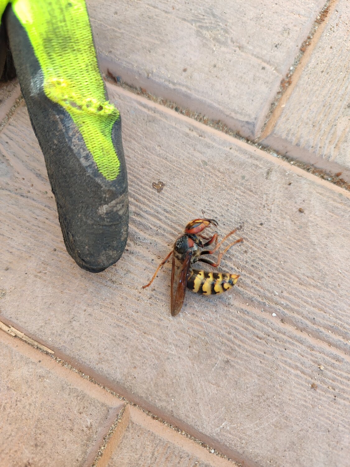 шершень vespa crabro, шершень обыкновенный, европейский шершень, шершень большой, гигантский азиатский шершень