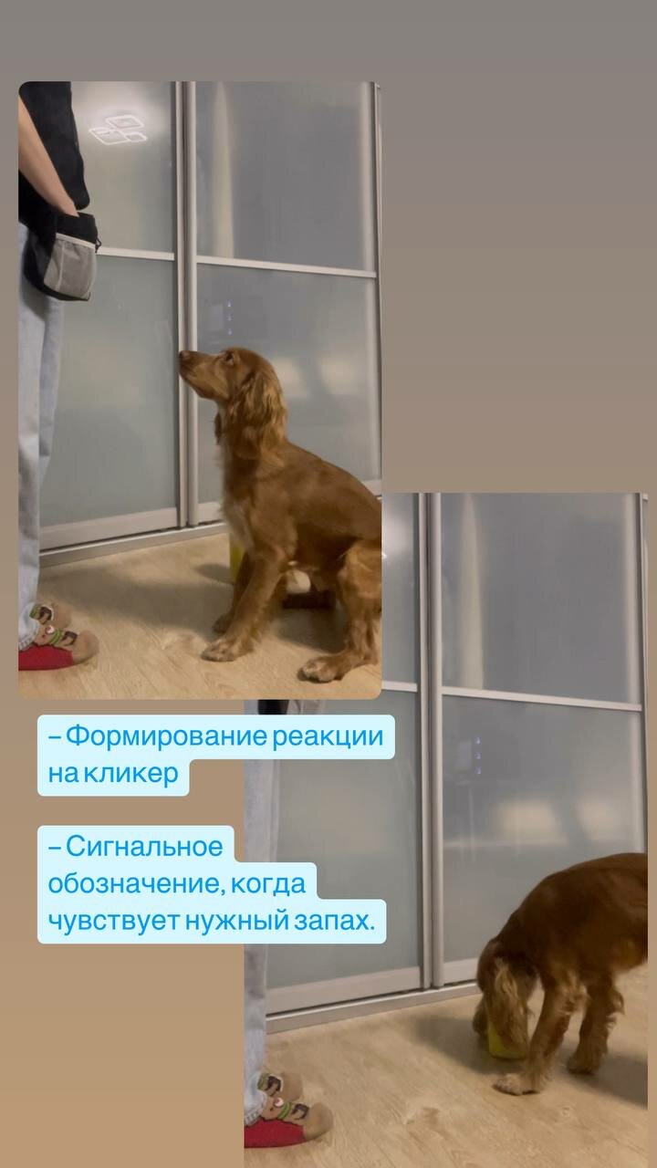 собака, собака в доме, собак, собака собака, спаниели