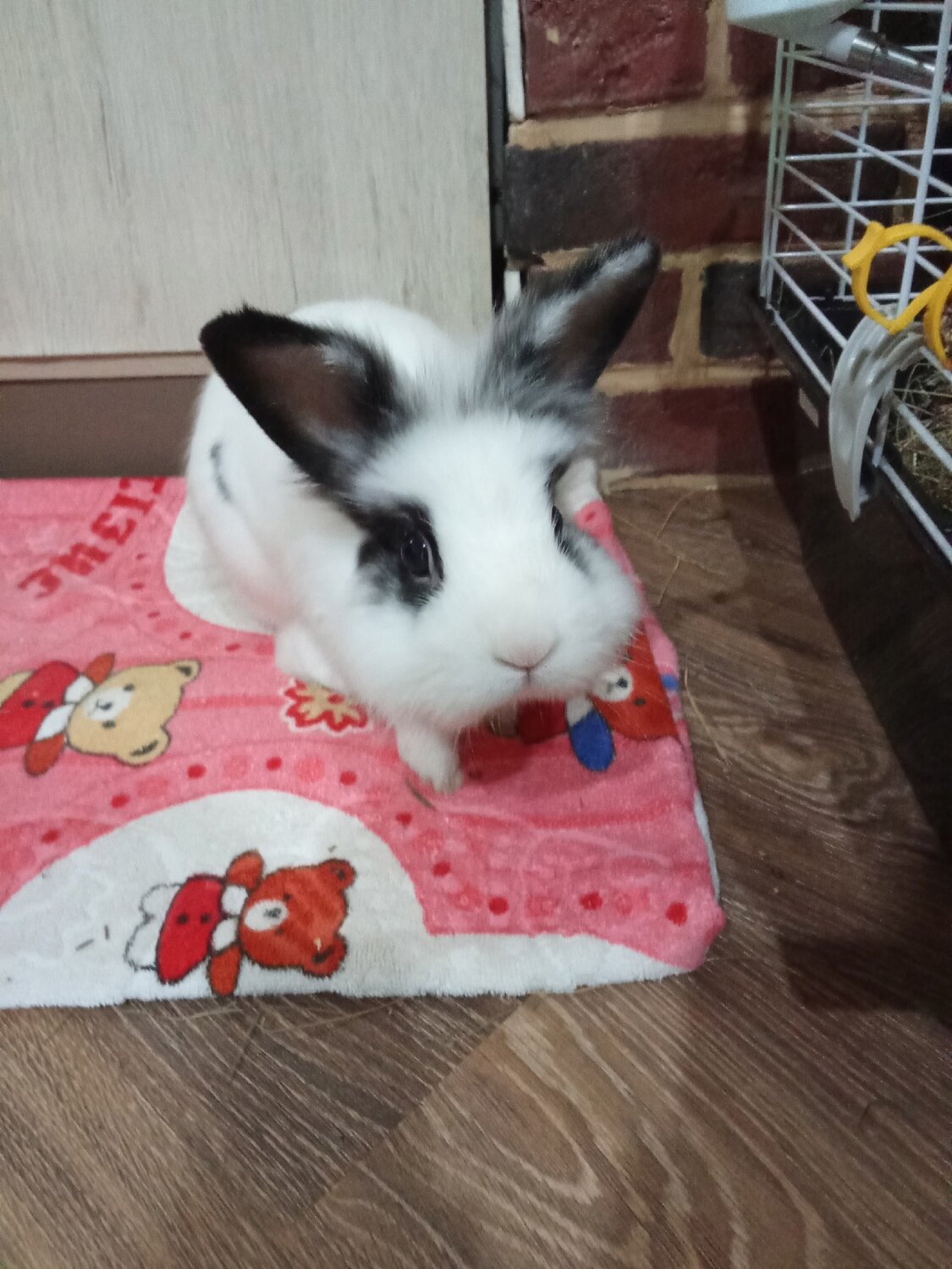 кролик, декоративные кролики, кролик кролик, домашние кролики, строкач кролик