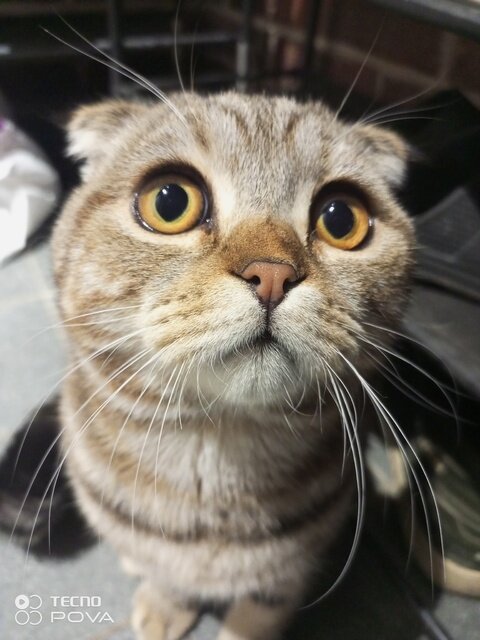 шотландская вислоухая кошка, кот, скоттиш фолд шотландская вислоухая, табби шотландская вислоухая с жёлтыми глазамии, котик