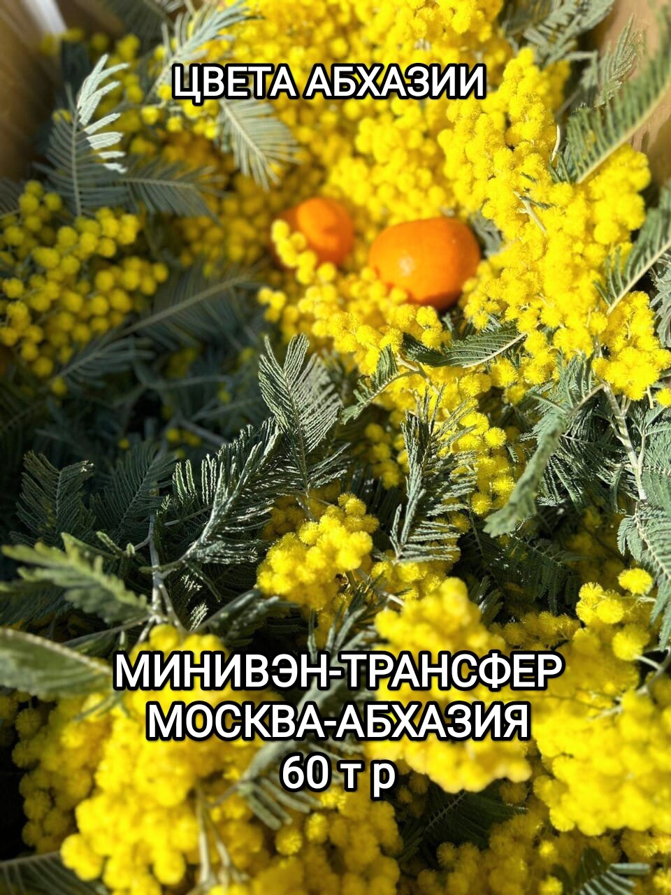 мимоза в абхазии, мимоз, мимоза цветок, цветение мимозы, мимоза букет