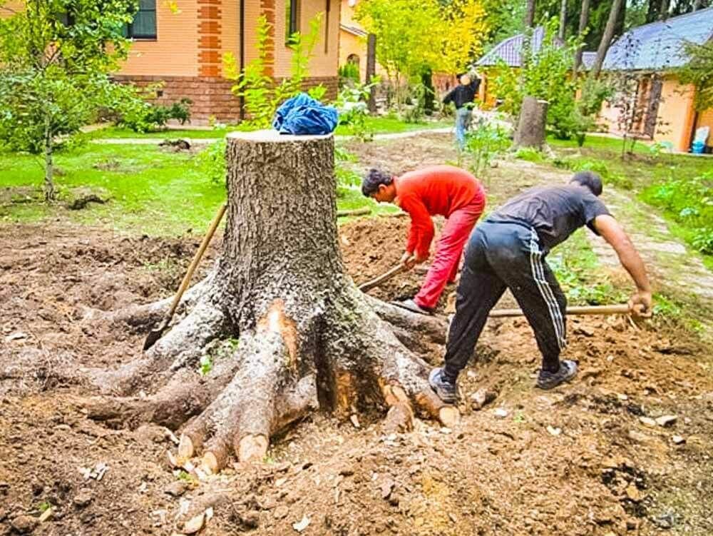 корчевание пней, корчевка пней, корчевание деревьев, выкорчевывание пней, выкорчевывание деревьев