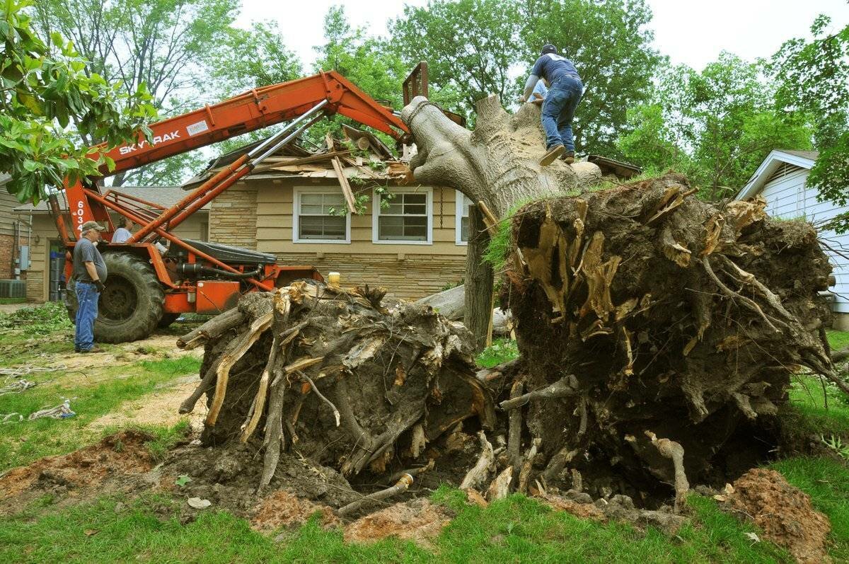 tree removal, корчевание пней трактором, выкорчевывание пней, корчевание пней, выкорчевывание деревьев