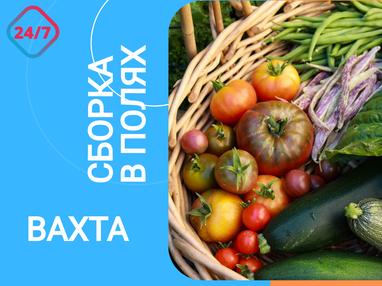 урожай овощей, урожай, огород урожай, овощи, овощи и фрукты