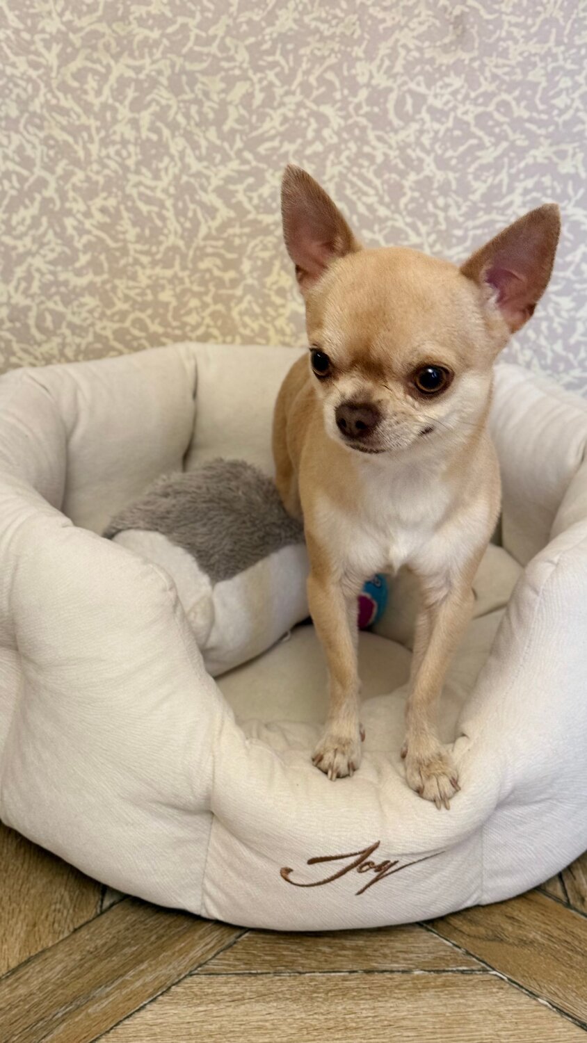 щенки чихуахуа, собака чихуахуа, чихуахуа, собачек, чихуахуа домашние