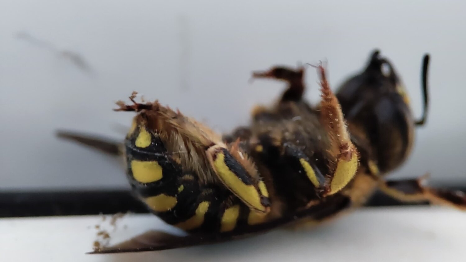 оса насекомое, мёртвые осы, wasp оса, шершень и оса, шершень шмель