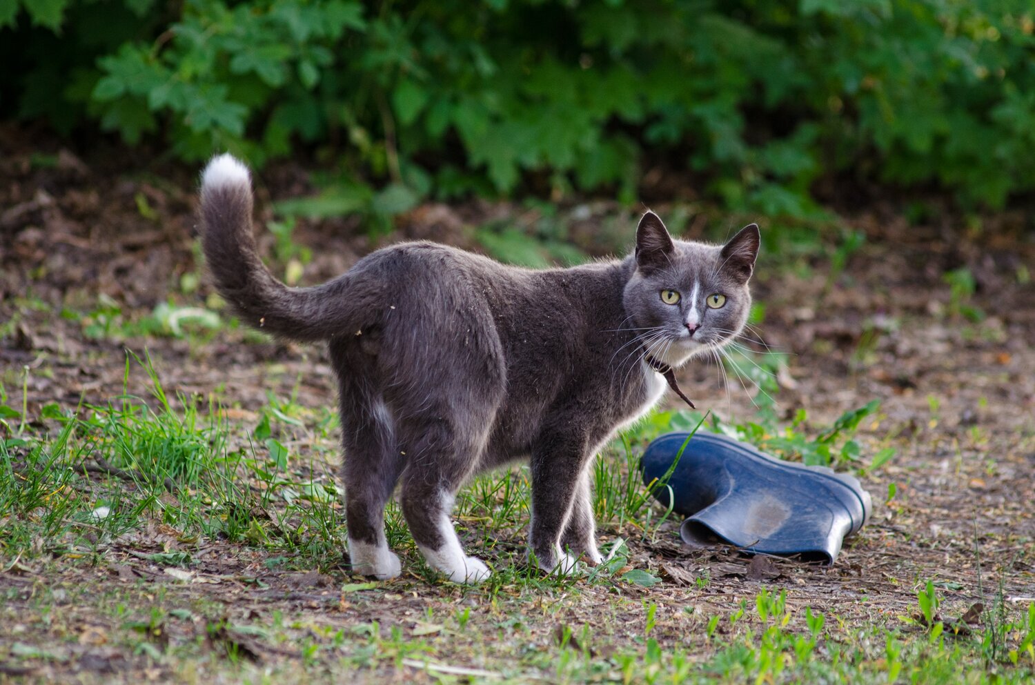 кошка, котик, про кошек, кот серый, серая кошка