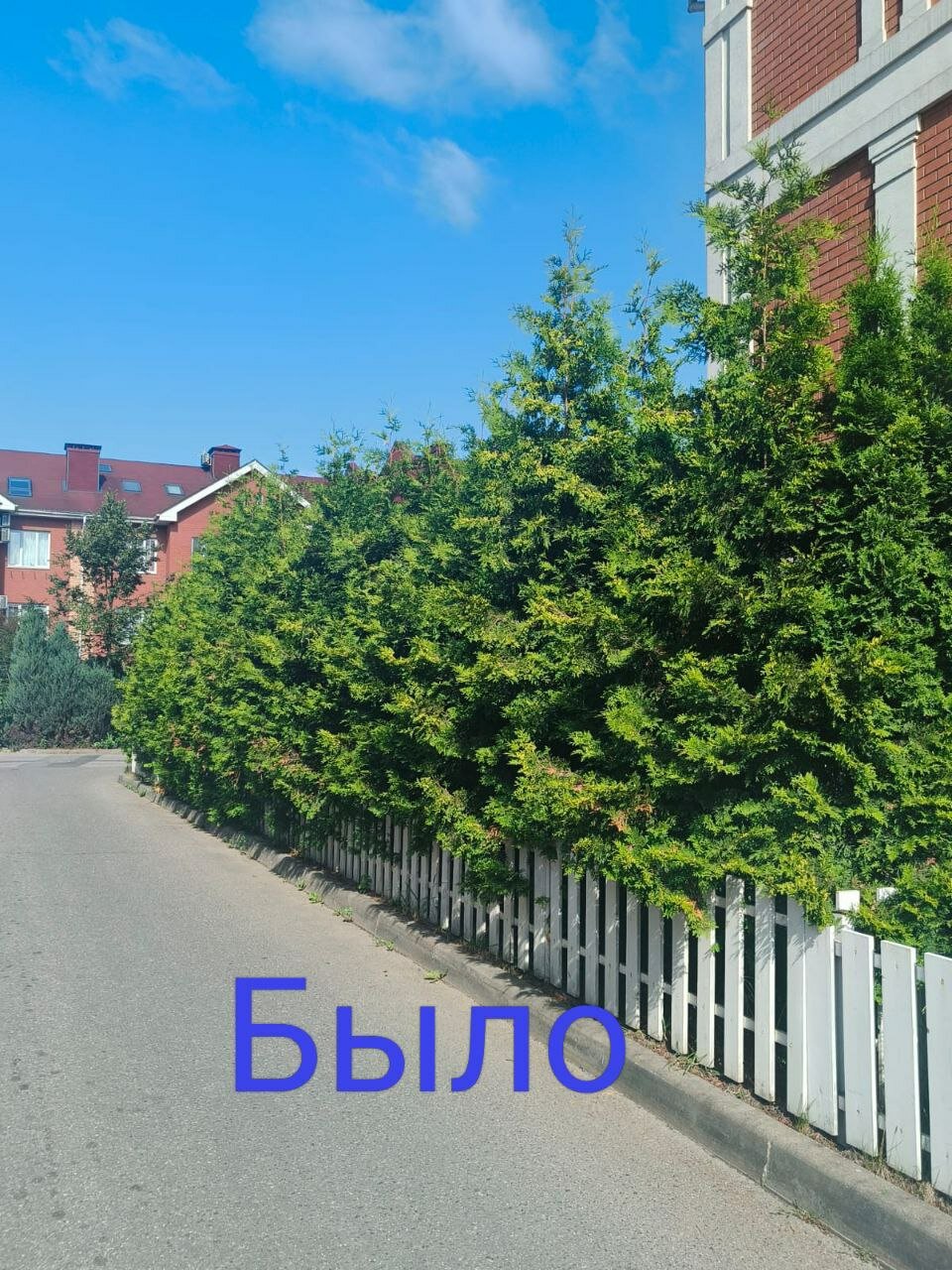 живая изгородь из туи, туя западная брабант живая изгородь, туя брабант живая изгородь, туи живая изгородь, живая изгородь из туи брабант