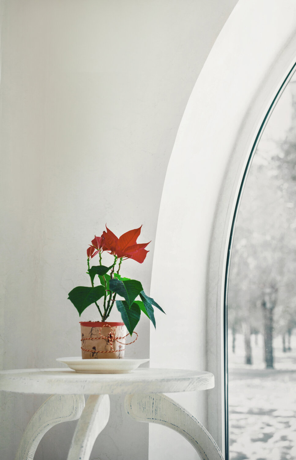 антуриум, антуриум андрианум, антуриум андре оранжевый, антуриум роял, антуриум андрианум морелипс