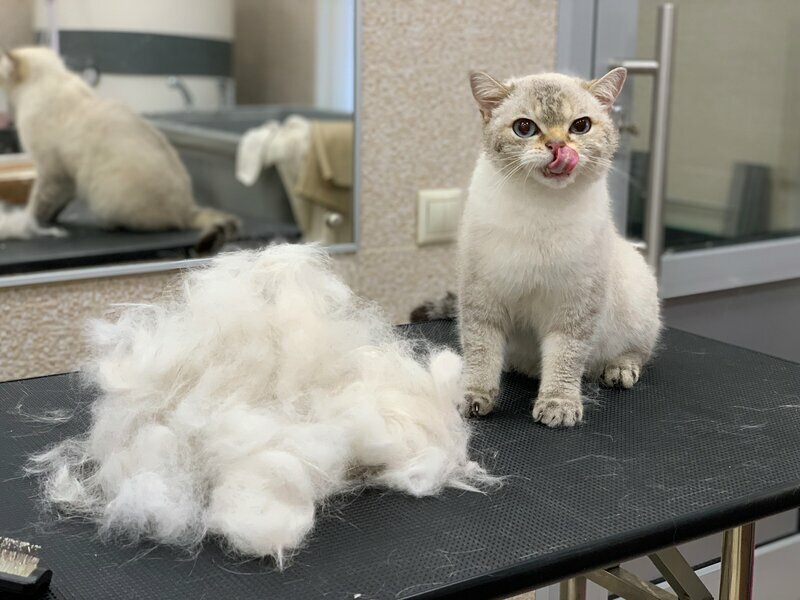кошка, кот, кошечка, кошек, cat