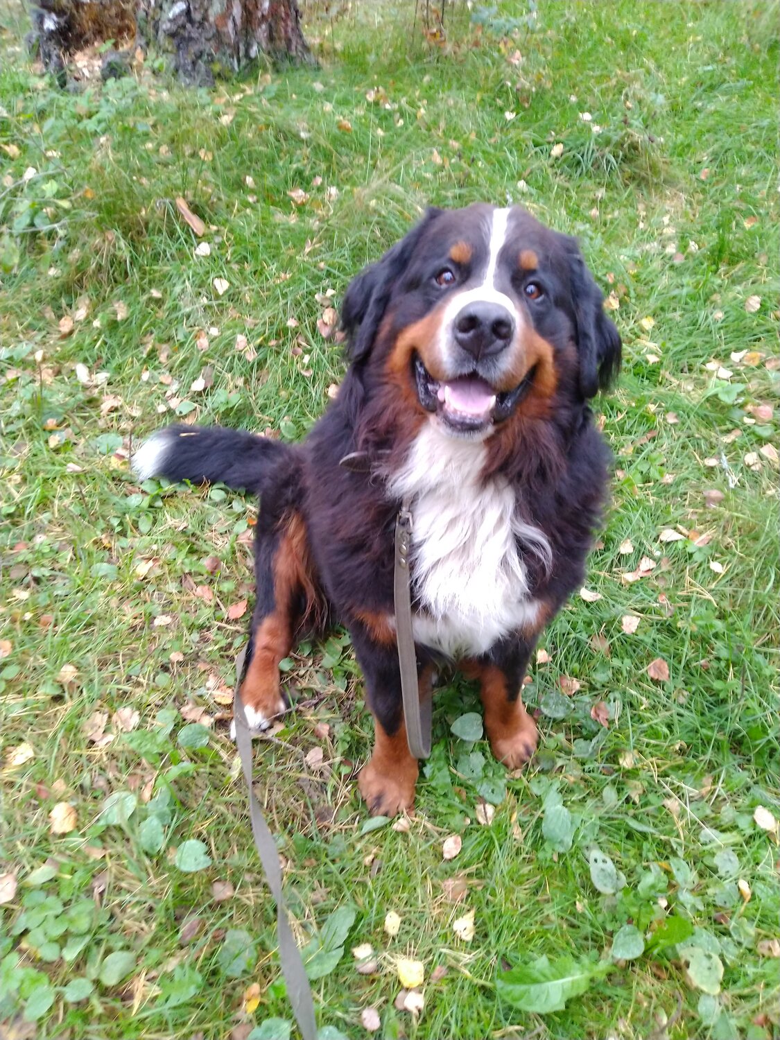 бернский зенненхунд, альпийская овчарка бернский зенненхунд, бернский зенненхунд щенок 1 месяц, порода собак зенненхунд, бернский зенненхунд барон