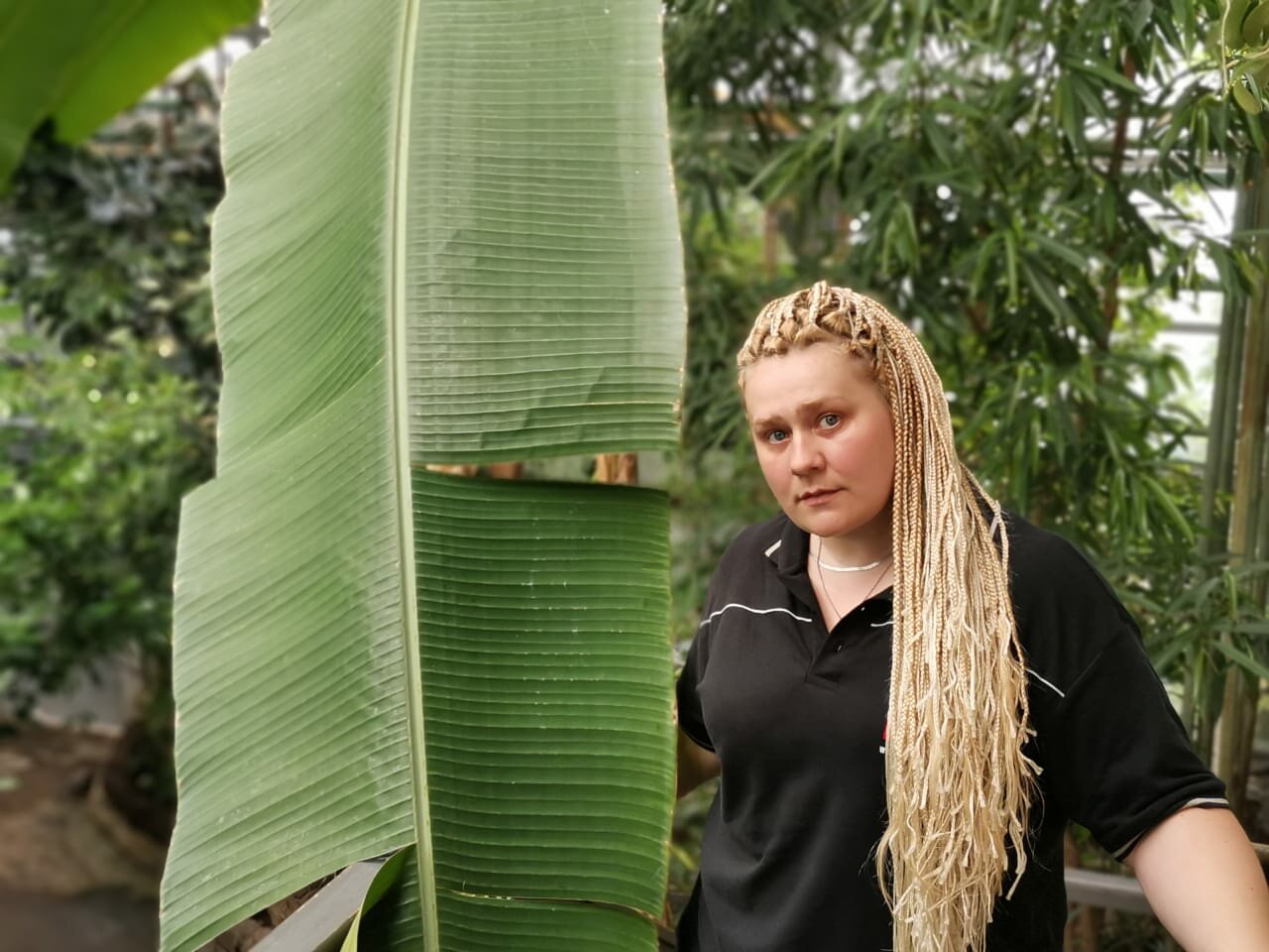 растение, растения, banana leaf, зелёные растения, комнатные растения