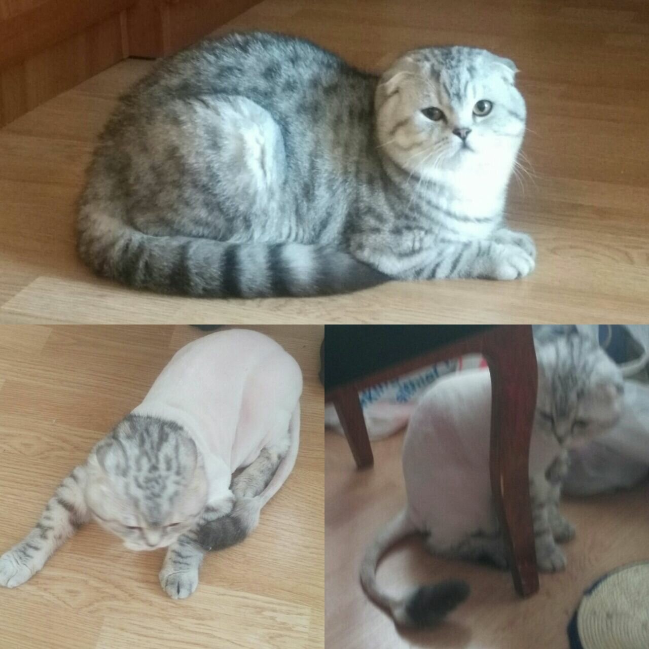 шотландская вислоухая кошка, шотландская вислоухая шиншилла, шотландская вислоухая голубой табби, шотландская скоттиш фолд пепельный, шотландская вислоухая кошка серебристый табби