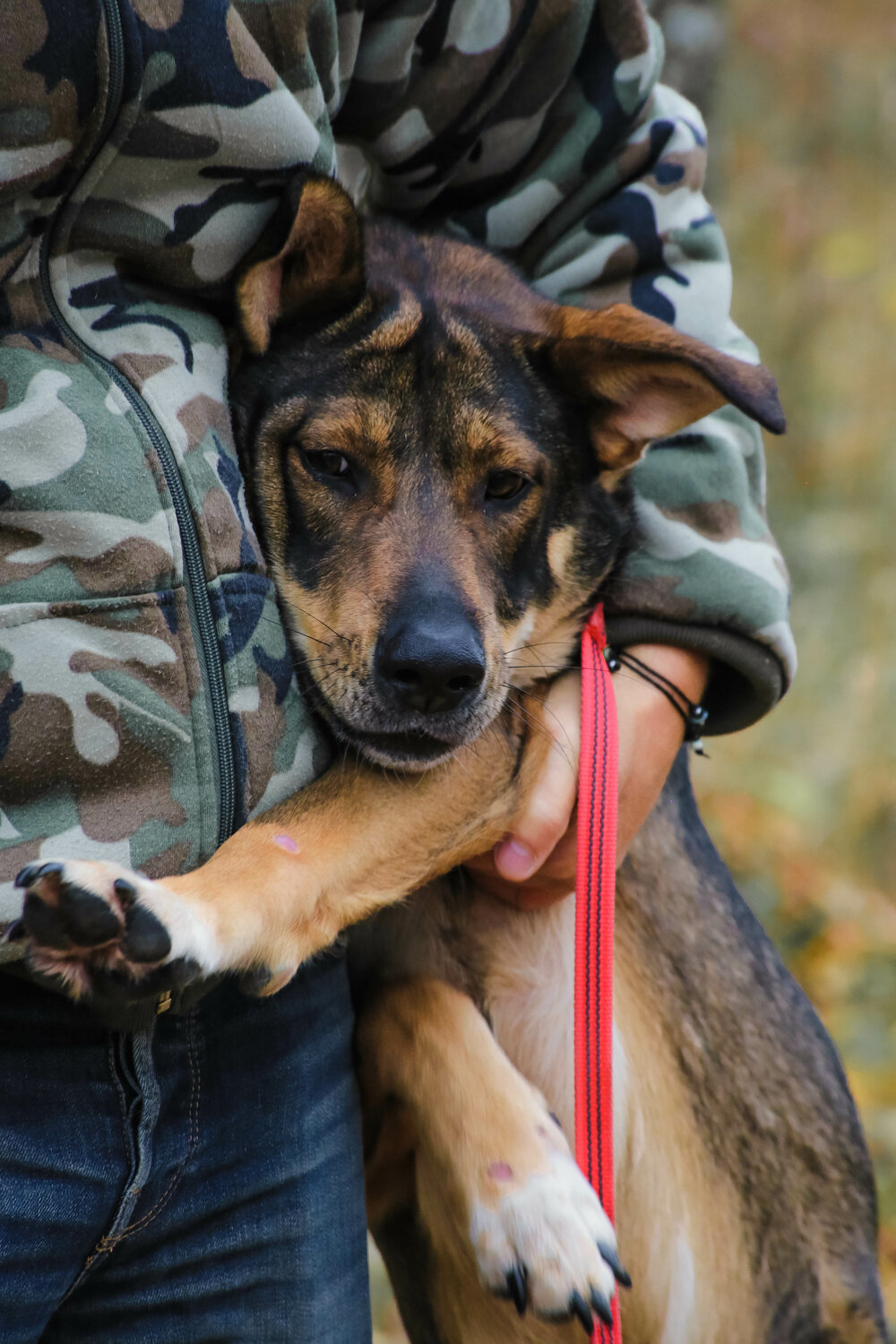немецкая овчарка, собака в, овчарка, немецкая овчарка k9, животное