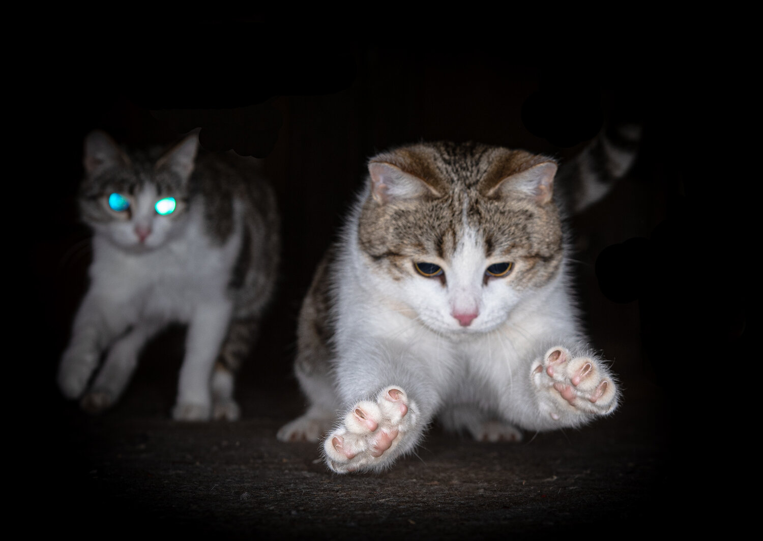 кошка, кошечка, кот, котик, домашние животные