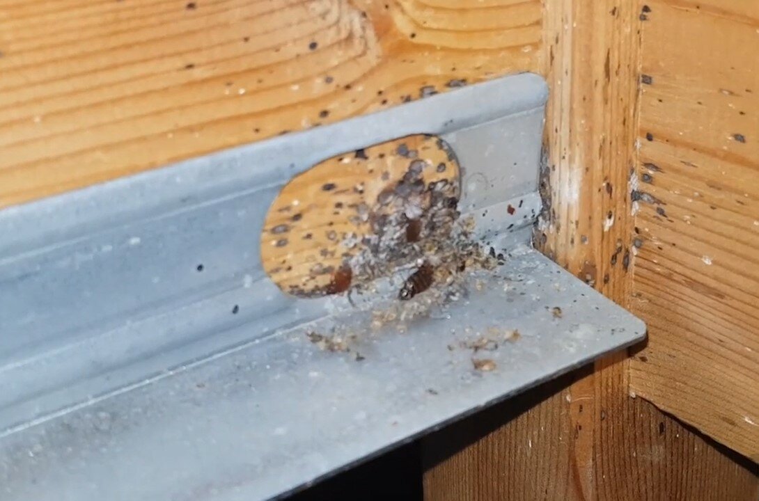 гнездо клопов, постельный клоп гнездо, клопы, домашние клопы, клопы в квартире