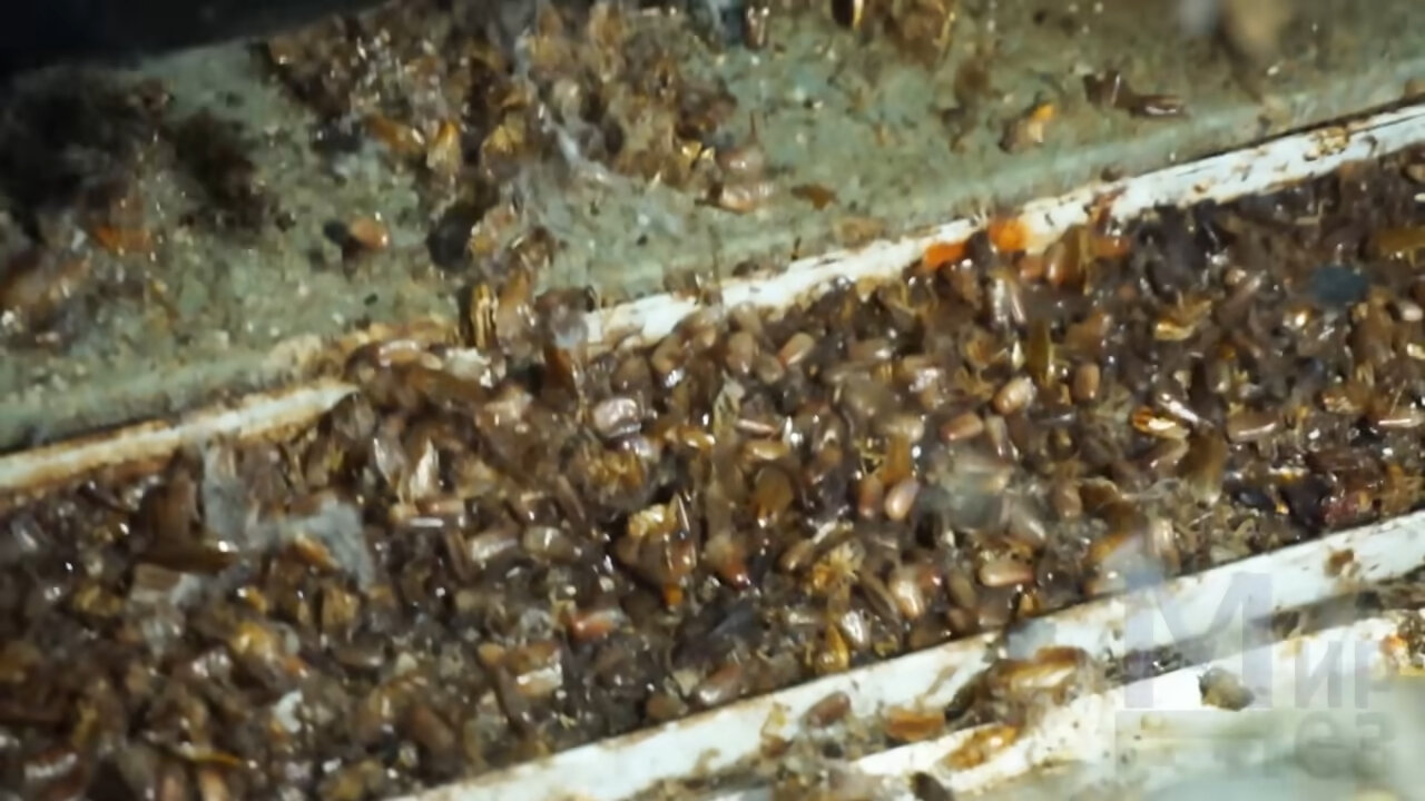 продукция пчеловодства подмор пчёл, улей пчел, подмор пчел, подмор пчелиный, подмор пчел в улье