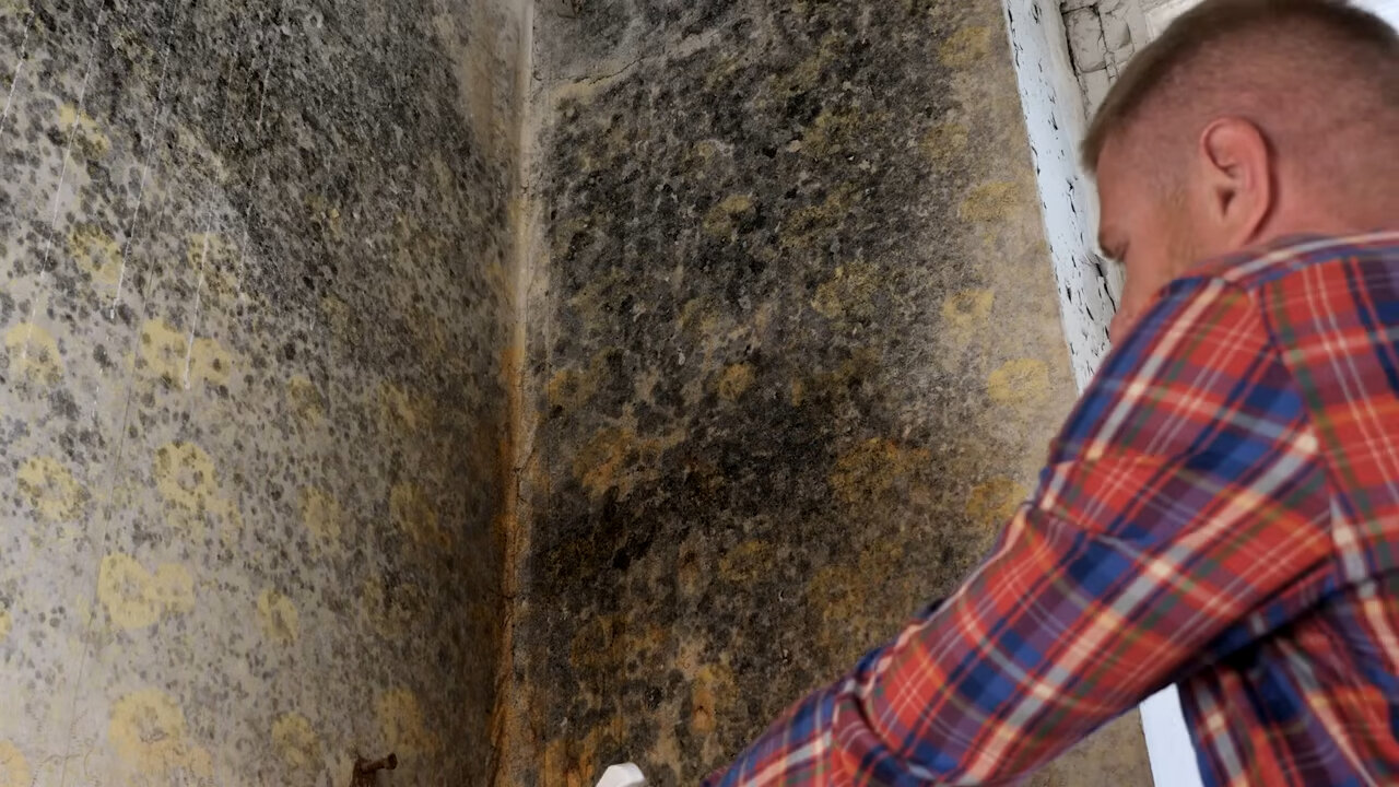 плесень на стенах, плесень в доме, плесень под обоями, плесень дома, грибок на стенах